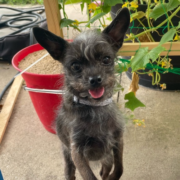 Meet your Posher, Kamryn - Picture 1 of 1